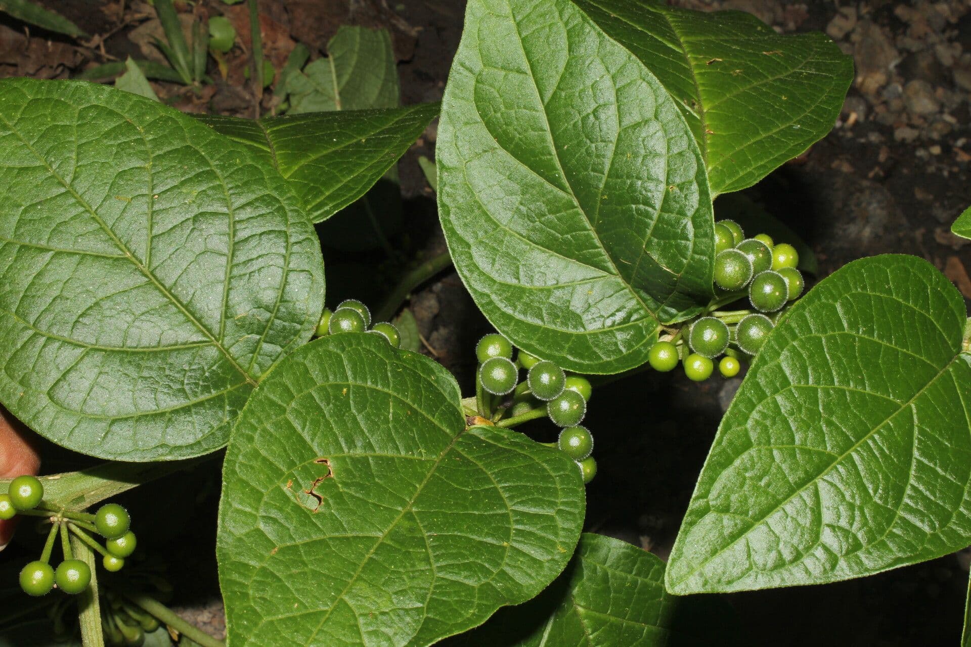 Witheringia 11