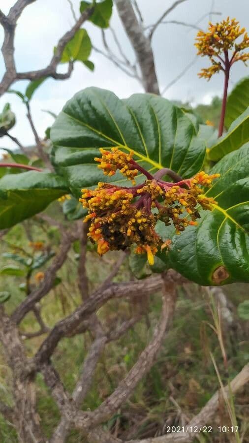 Palicourea rigida 3