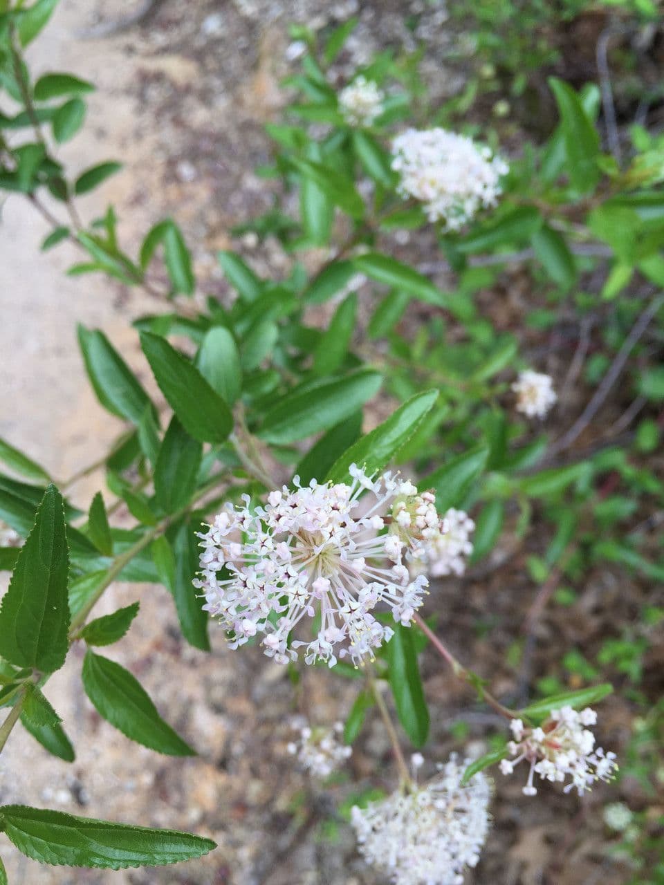 Ceanothus bylinný 5