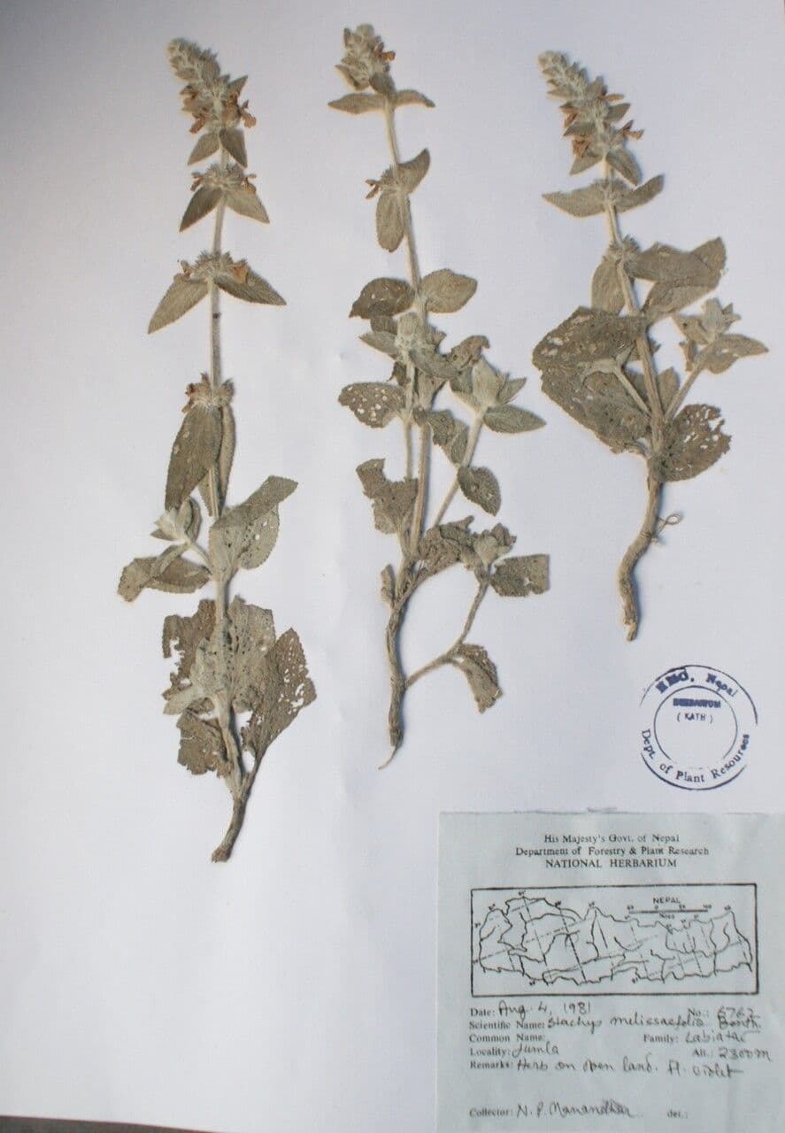 Leucas 5