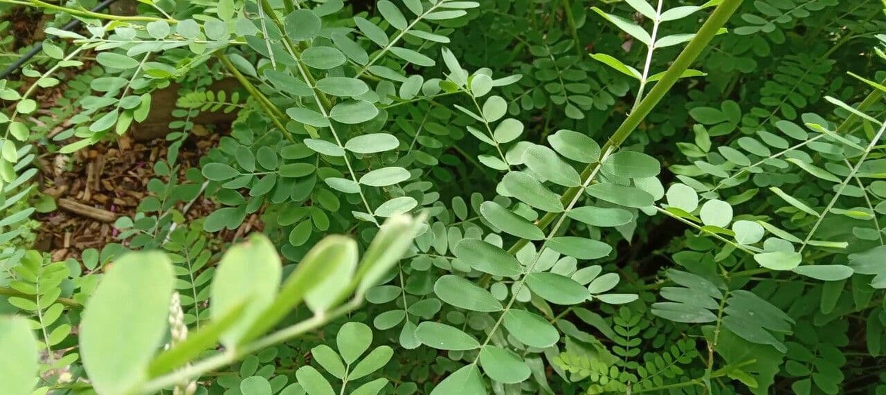 Desmodium canadese 15