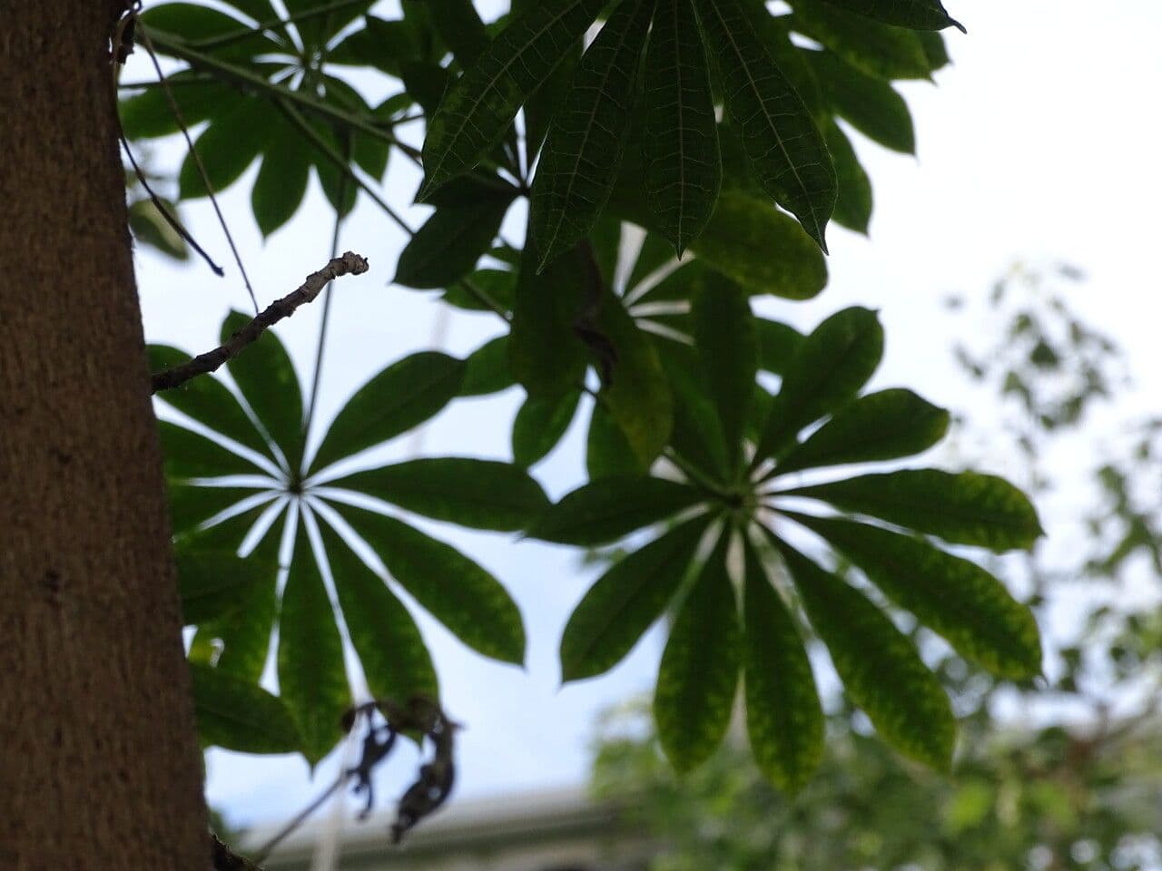 Jacaratia 3
