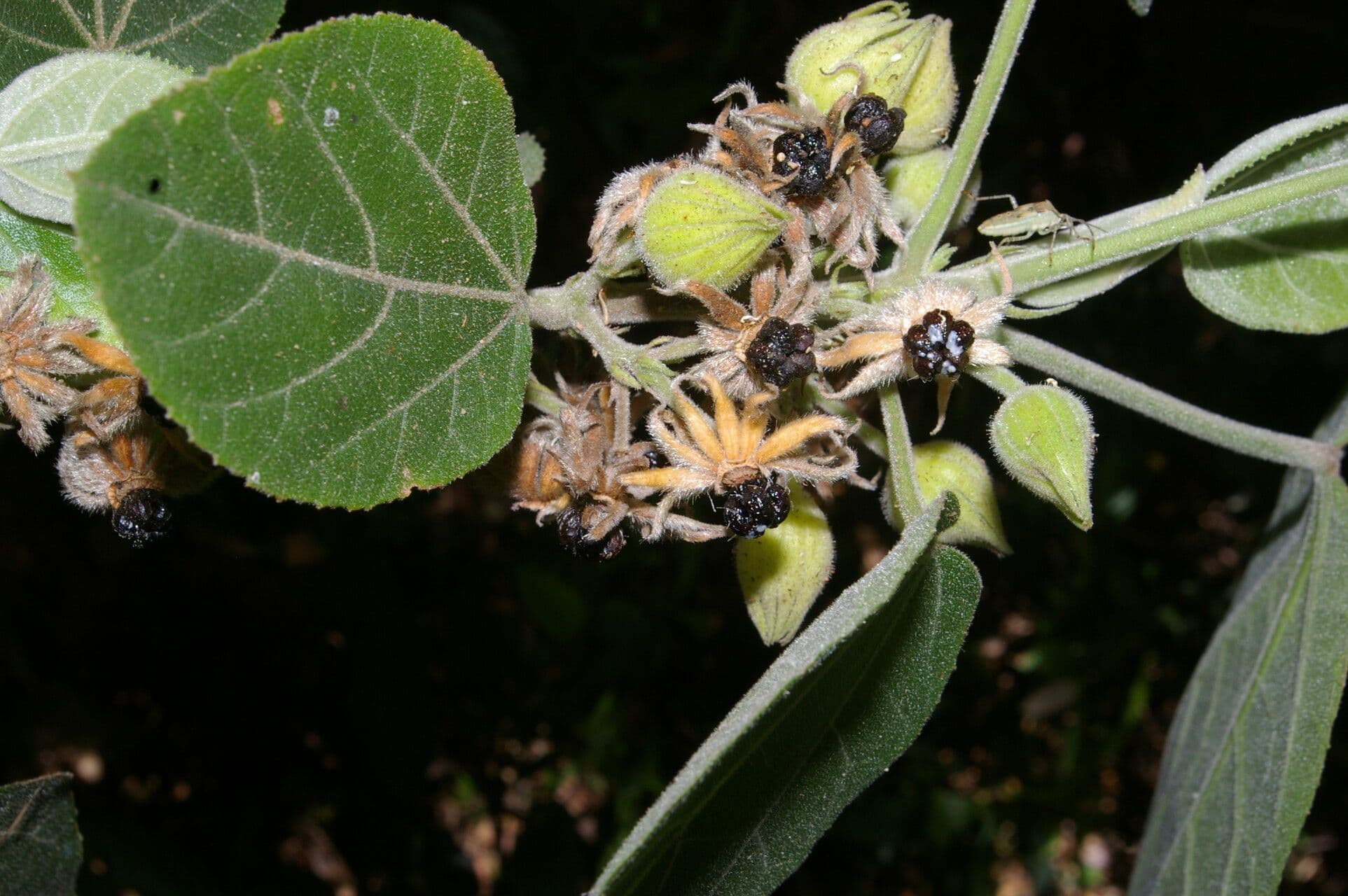 Malvaviscus 2