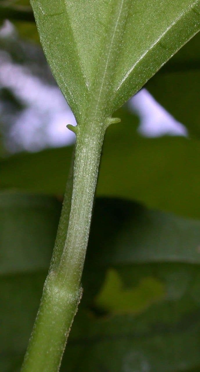 Tetrorchidium 12