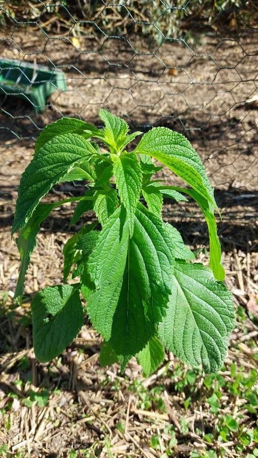Verbena orticifolia 18