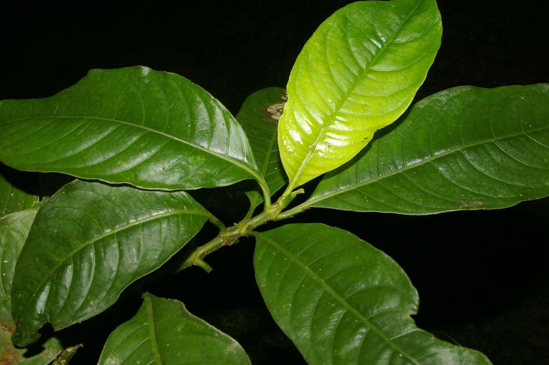 Psychotria rameuse 14