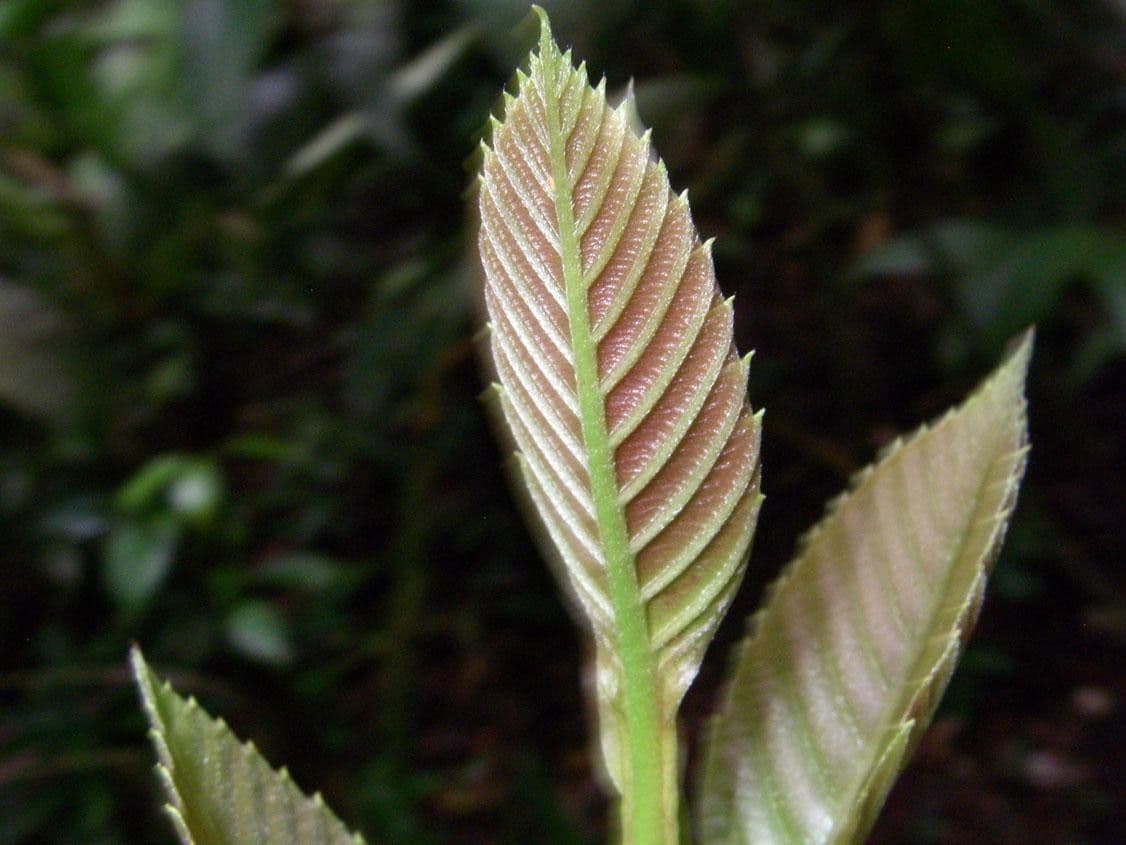 Pinzona coriacea 8
