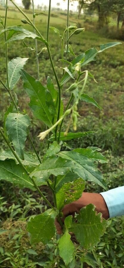 Tabaco de plomo 9