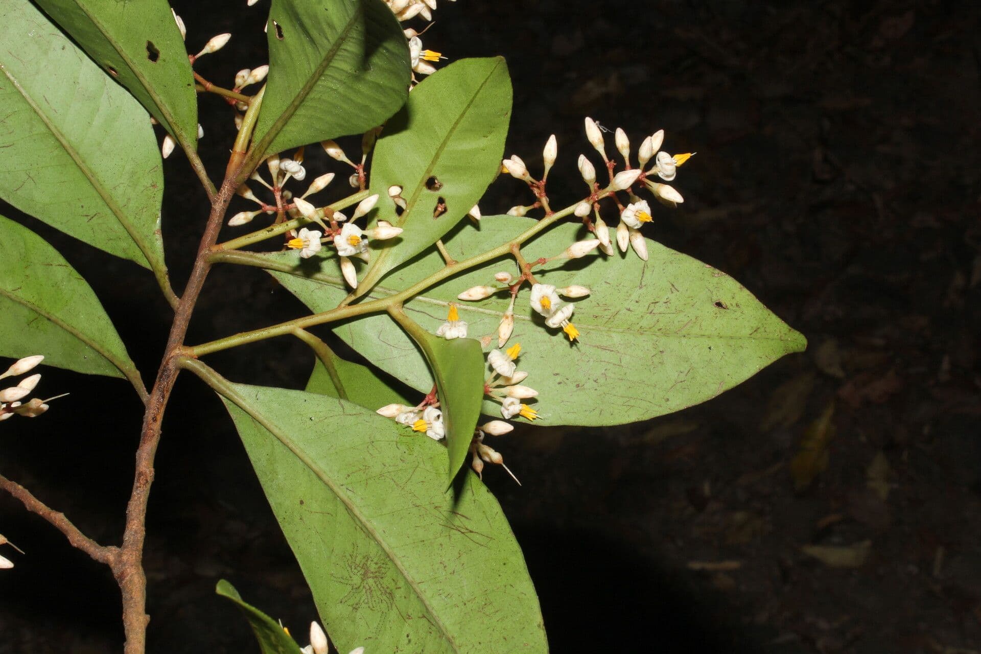 Ardisia 7