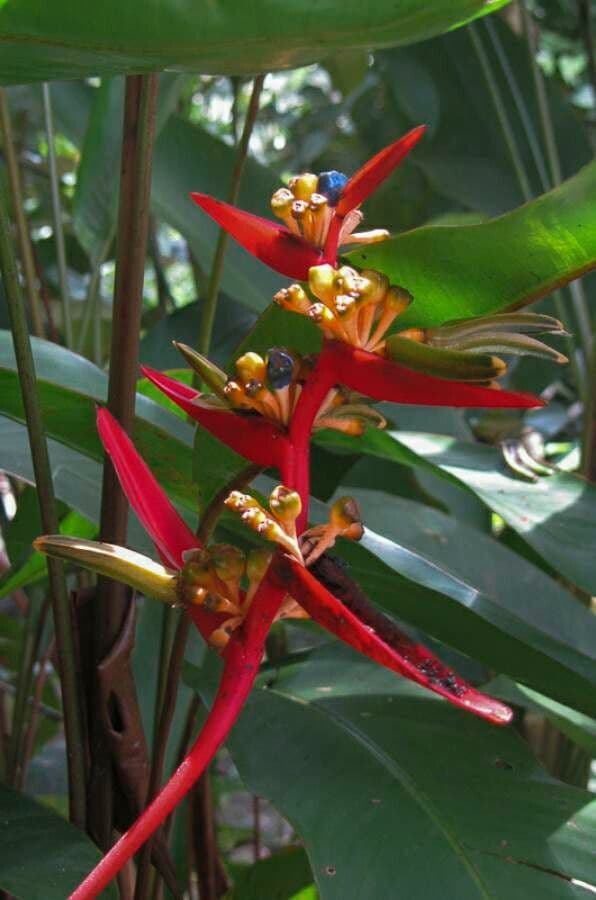Heliconia