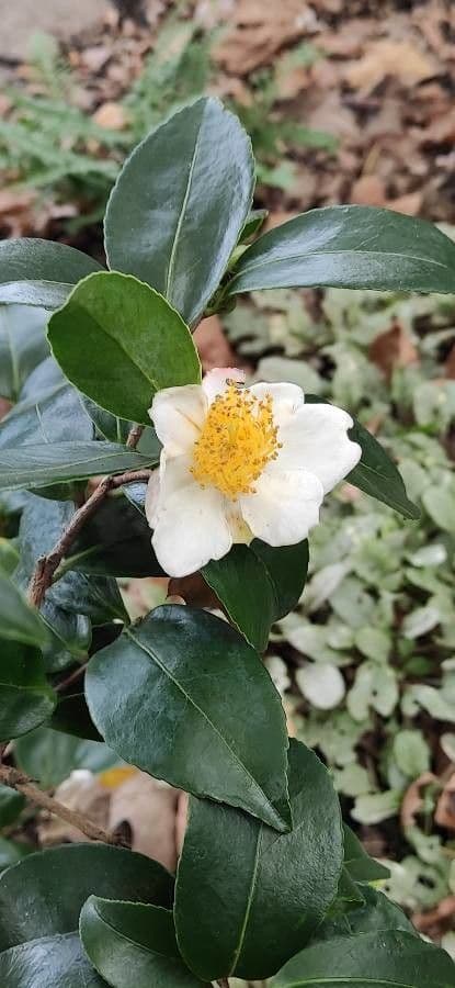 Camelia dello Yunnan 2