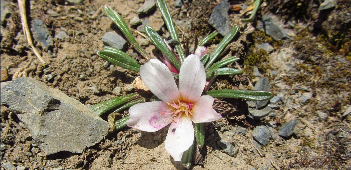 Calandrinia acaulis 6