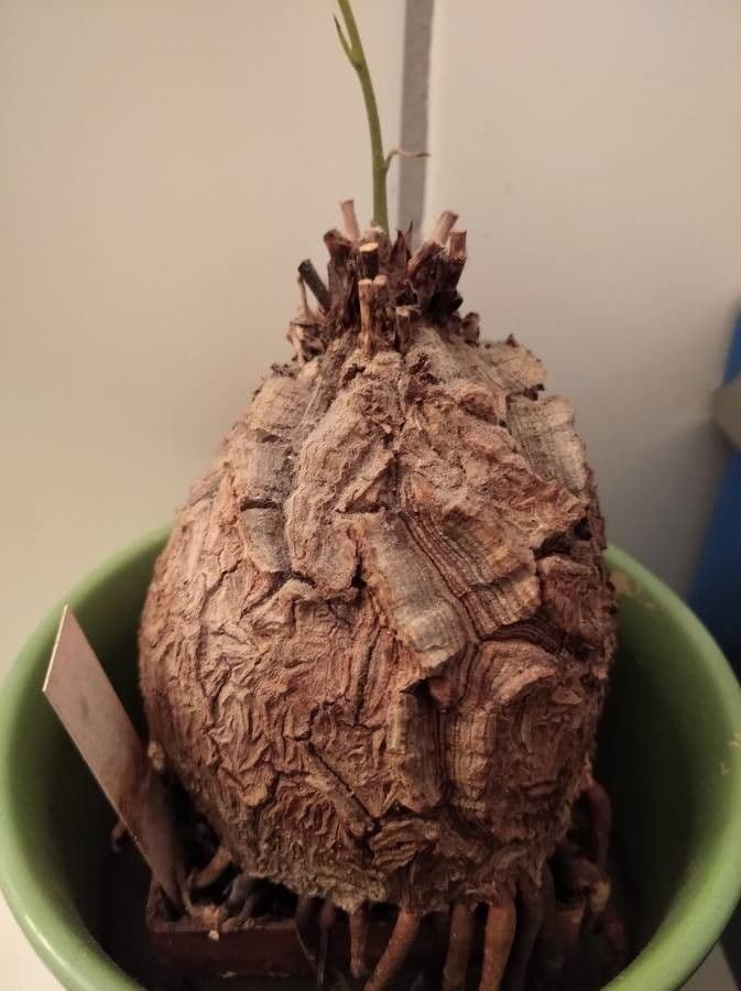 Dioscorea 25