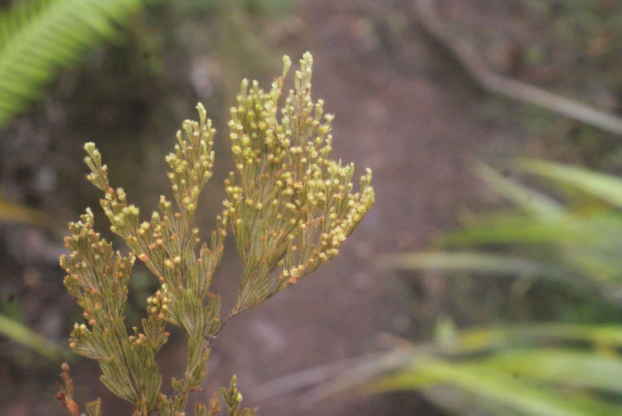 Hymenophyllum