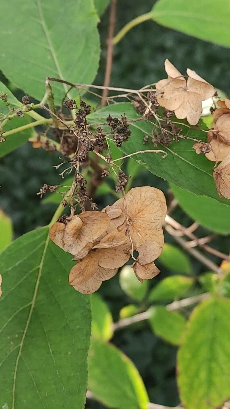 Ortensia eteromalla 10