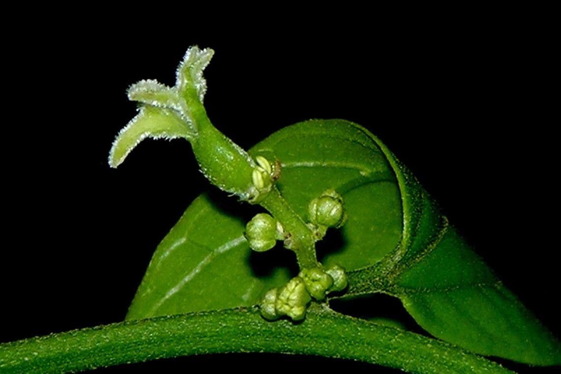 Celtis iguanaea 23