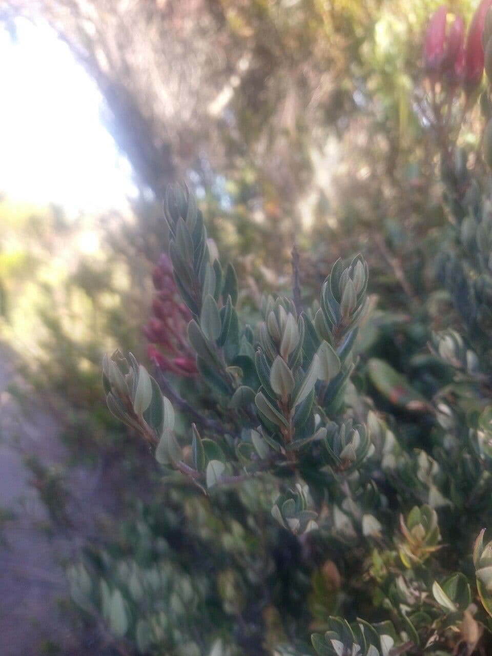 Bejaria 8