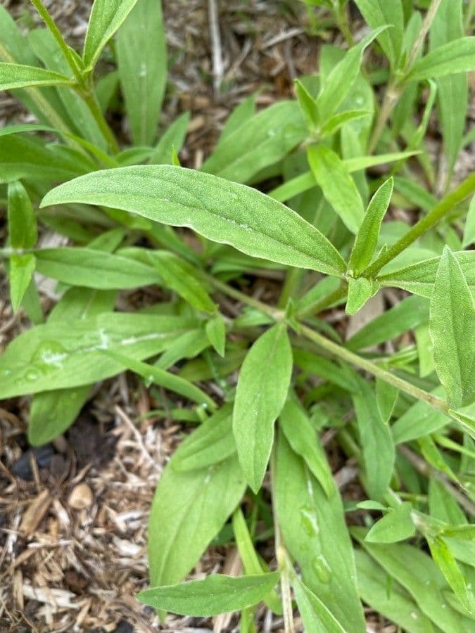 Froelichia gracilis 15