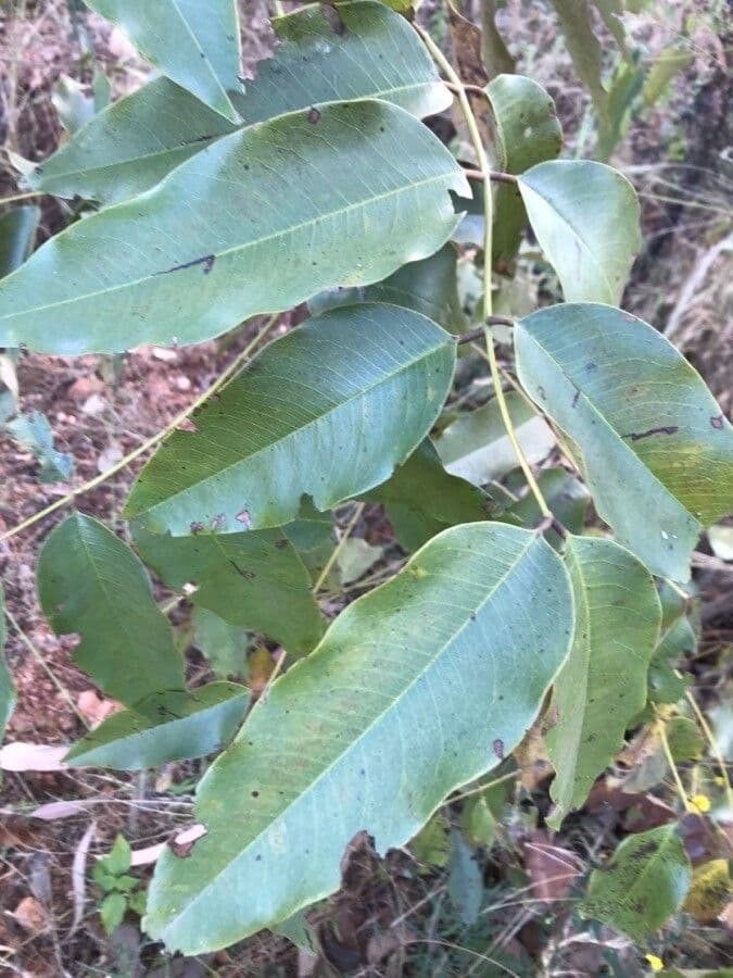 Cassia 16