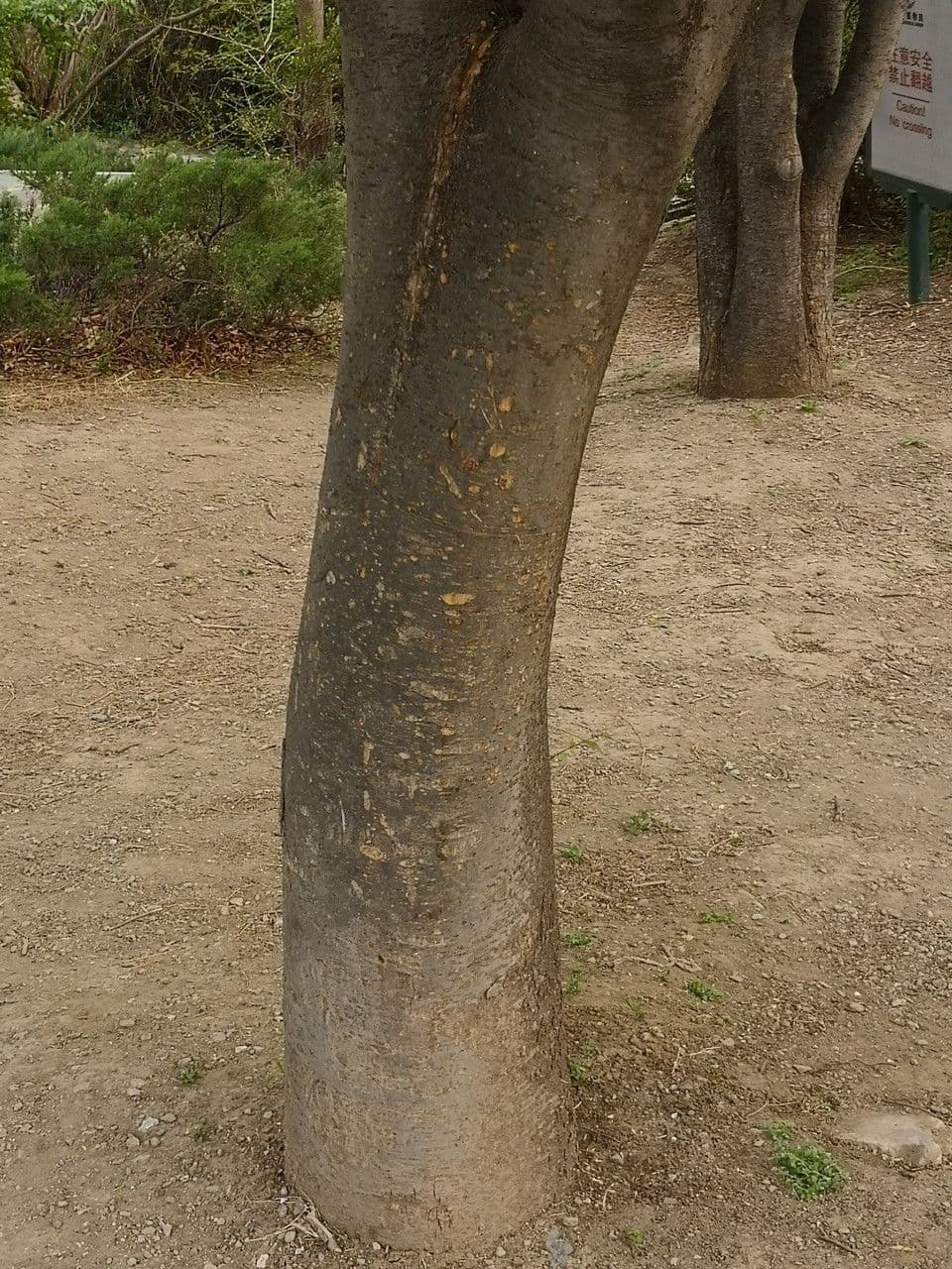 Zelkova 11