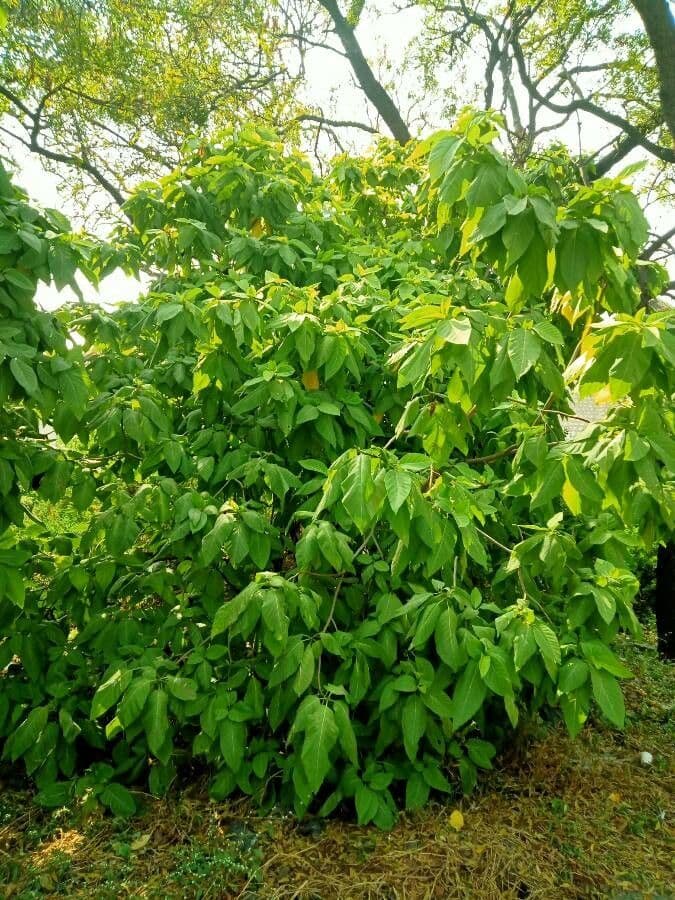 Cabbagetree 11
