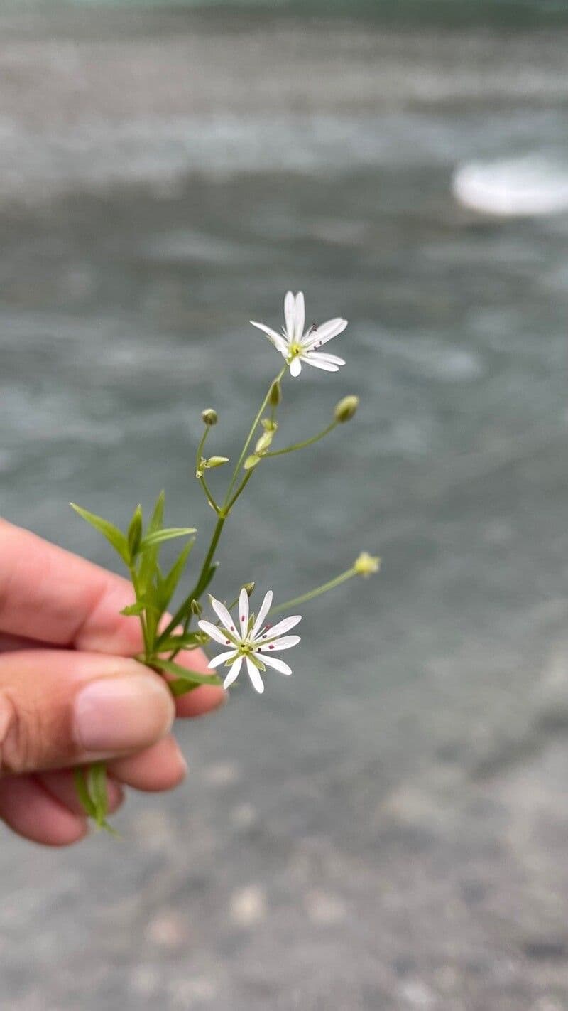 Stellaria carnosa
