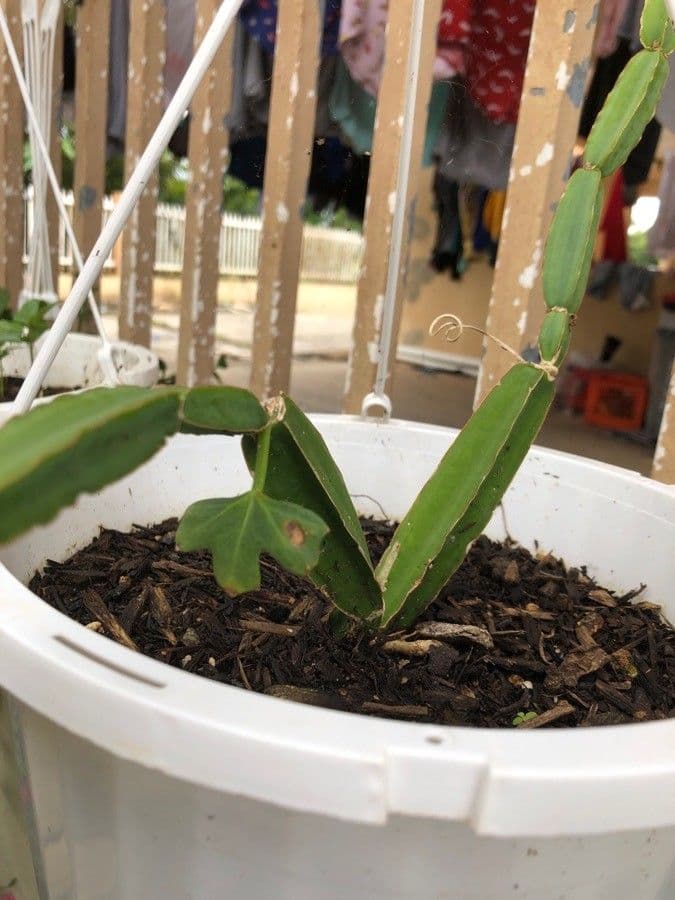Cissus 18