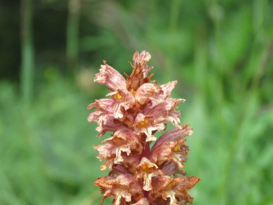 Orobanche maggiore 4