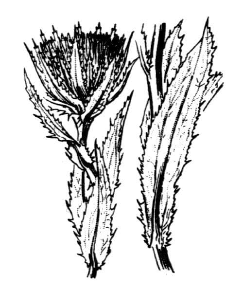 Biebersteins Eberwurz 11