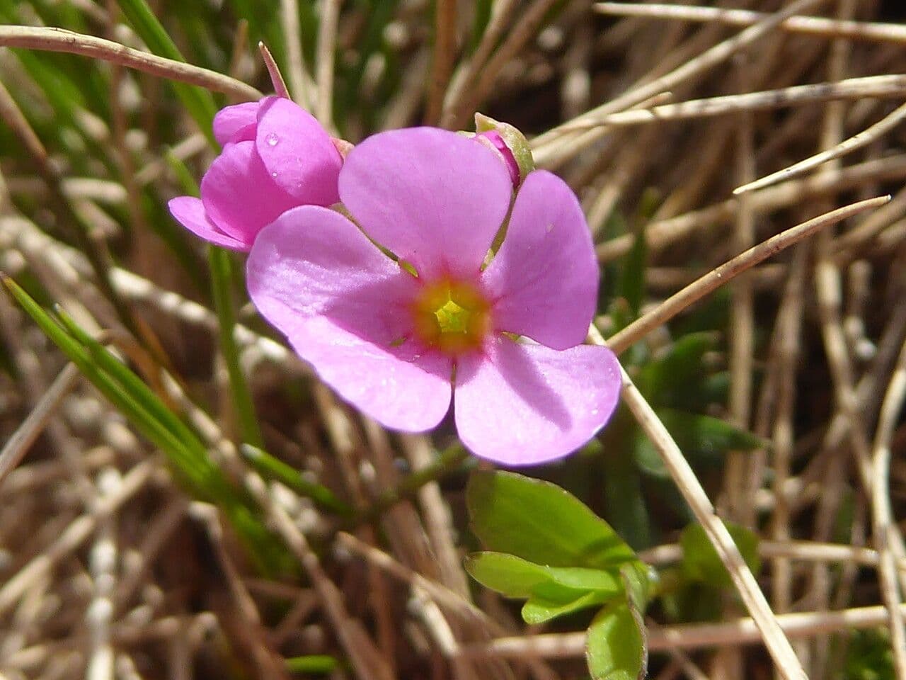 Androsace di Haller 3