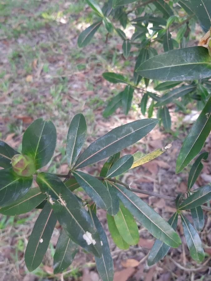 Barleria a cono di luppolo 17