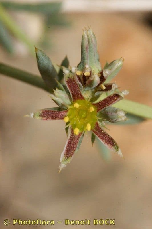 Gymnocarpos 4