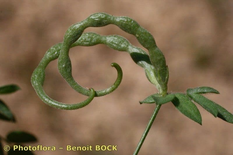 Seradela 3