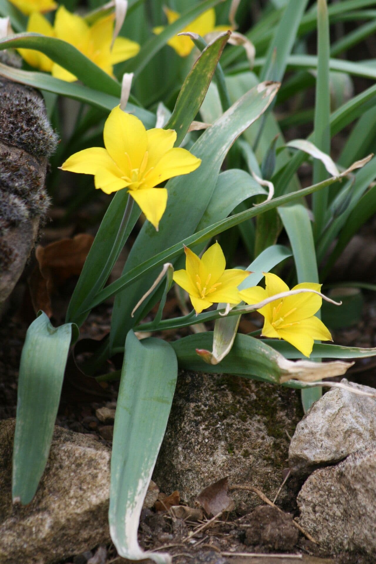 Tulipano
