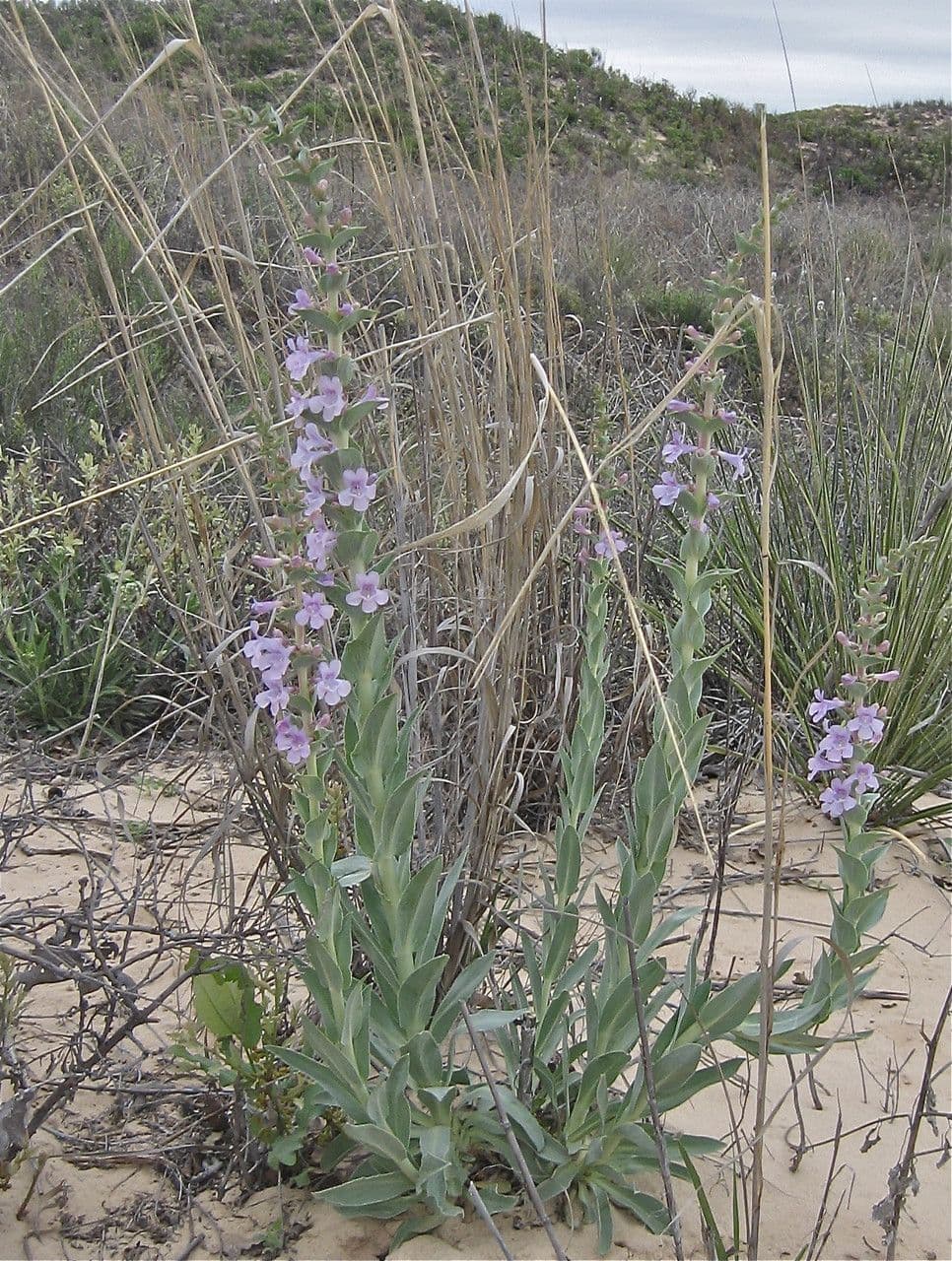 Penstemon 5