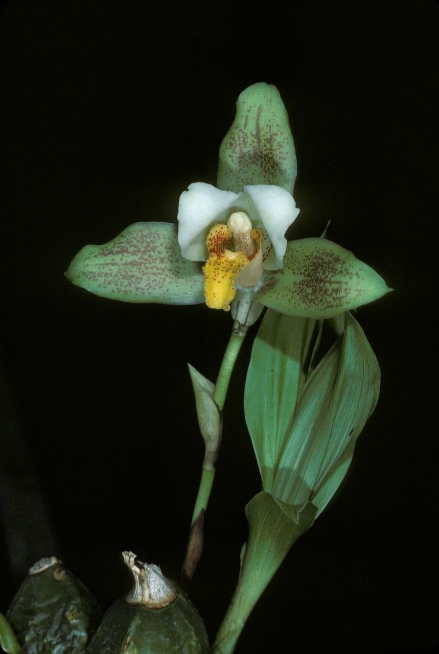 Lycaste 2