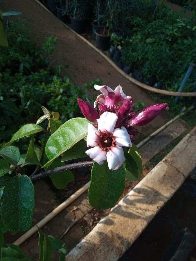 Strophanthus 4