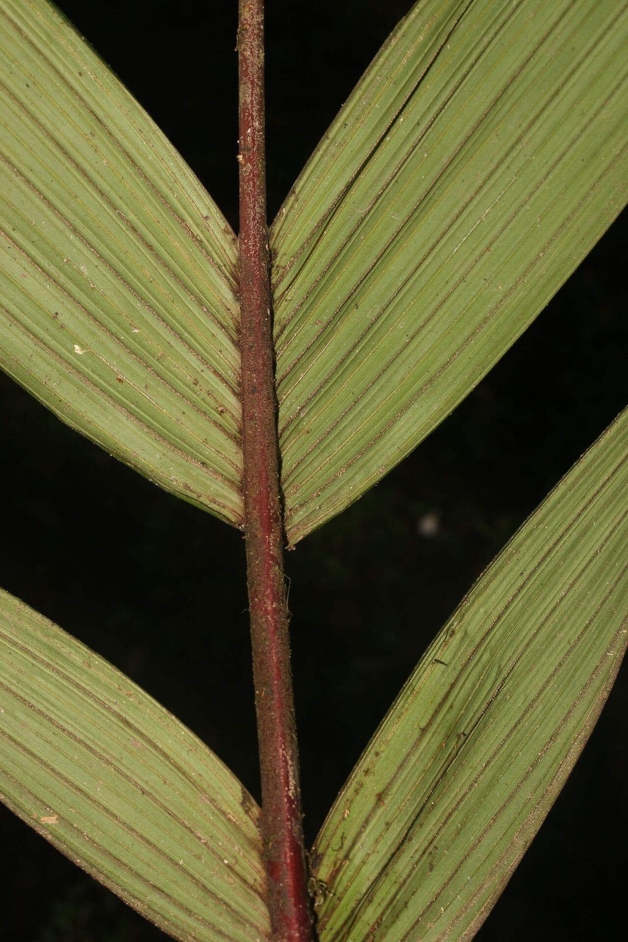 Calyptrogyne 14