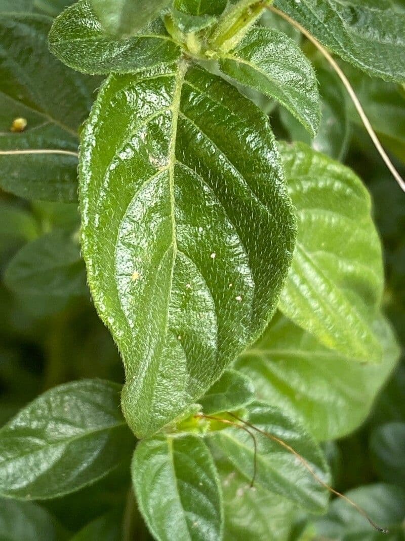 Barleria 9
