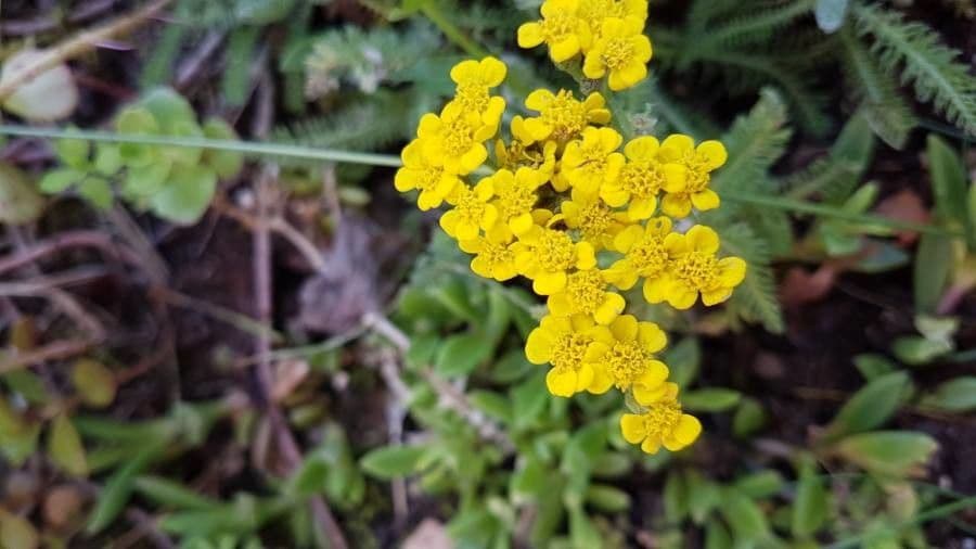 Achillea tomentosa 3