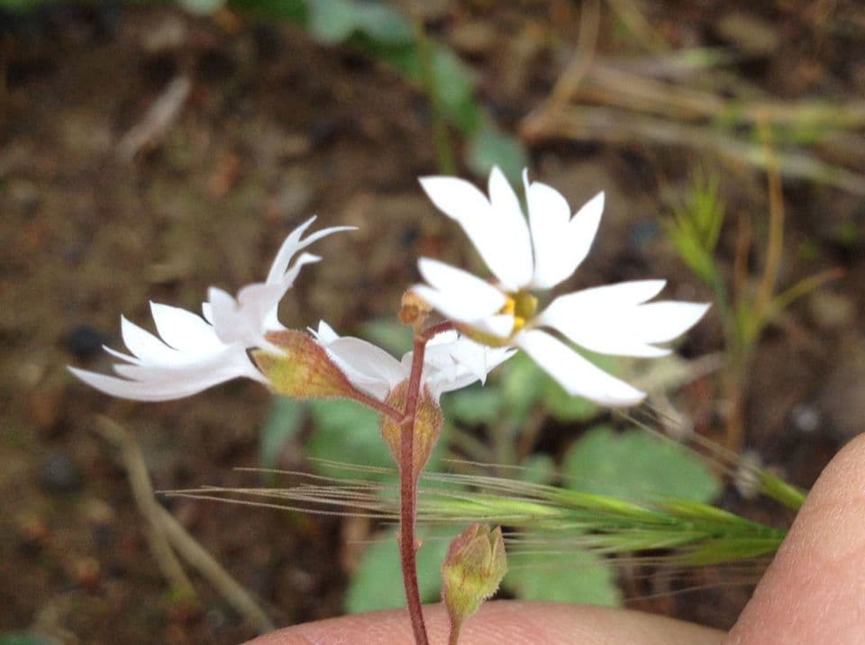 Lithophragma affine 3