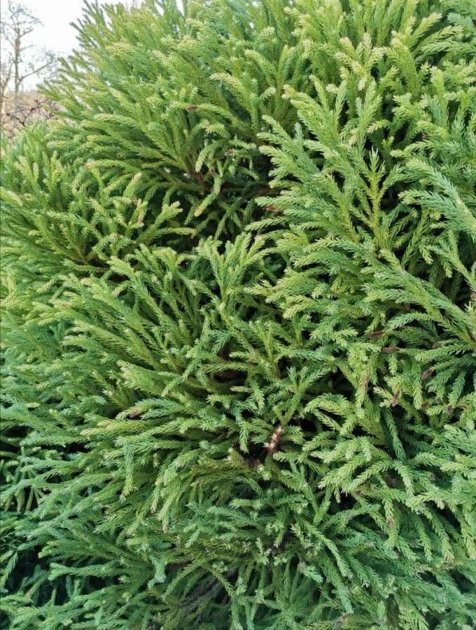 Criptomeria japonesa 19