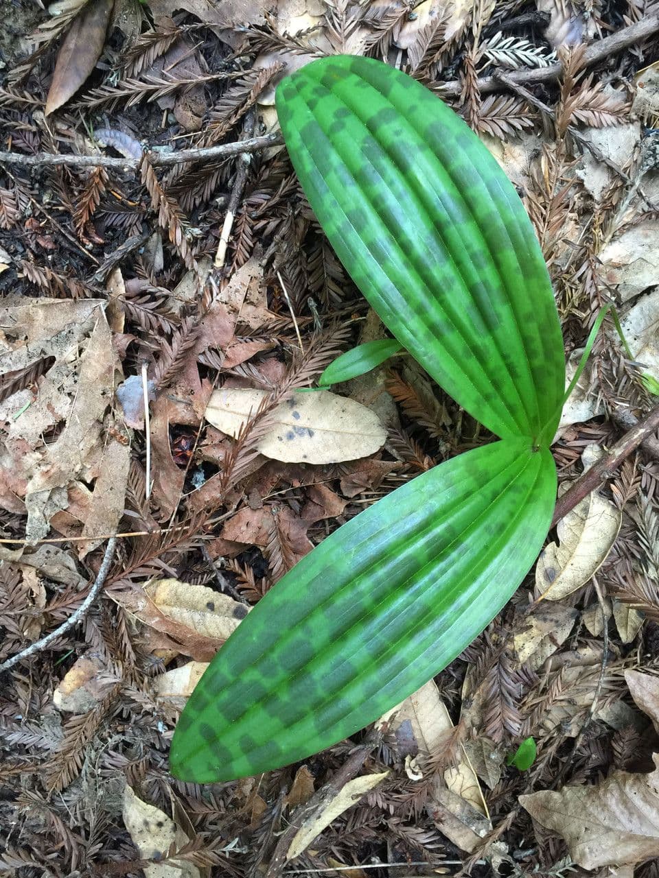 Scoliopus 11