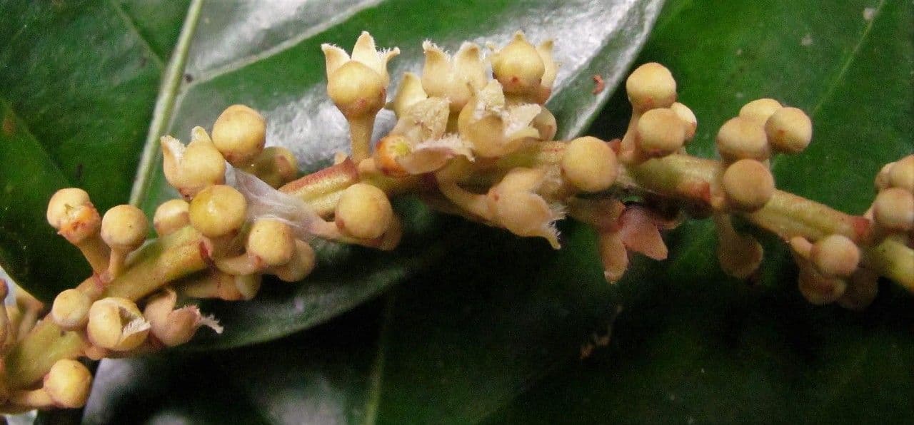 Minquartia guianensis 5