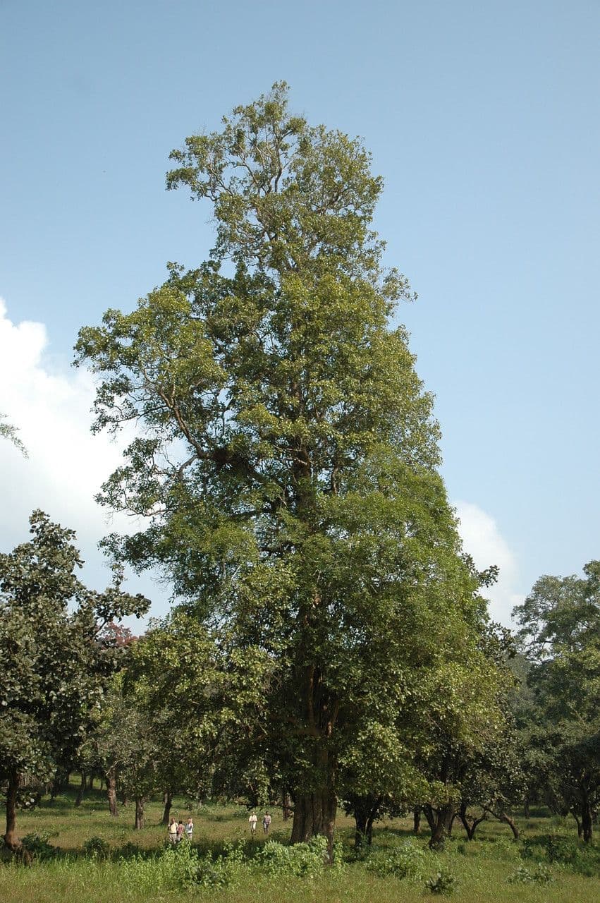 Mitragyna 2