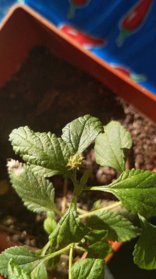 Lantana 3