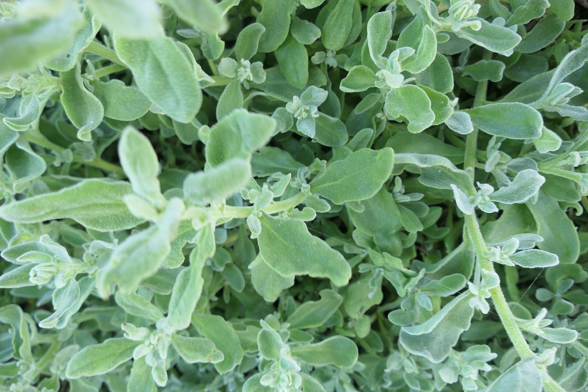 Tetragonia decumbens 3