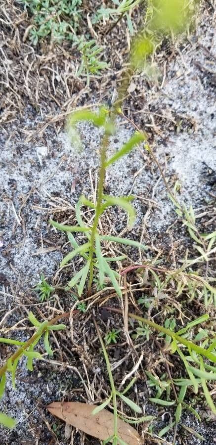 Nuttallanthus floridanus 11