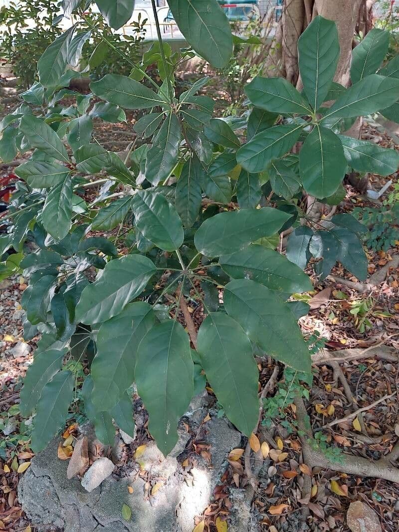 Heptapleurum 2
