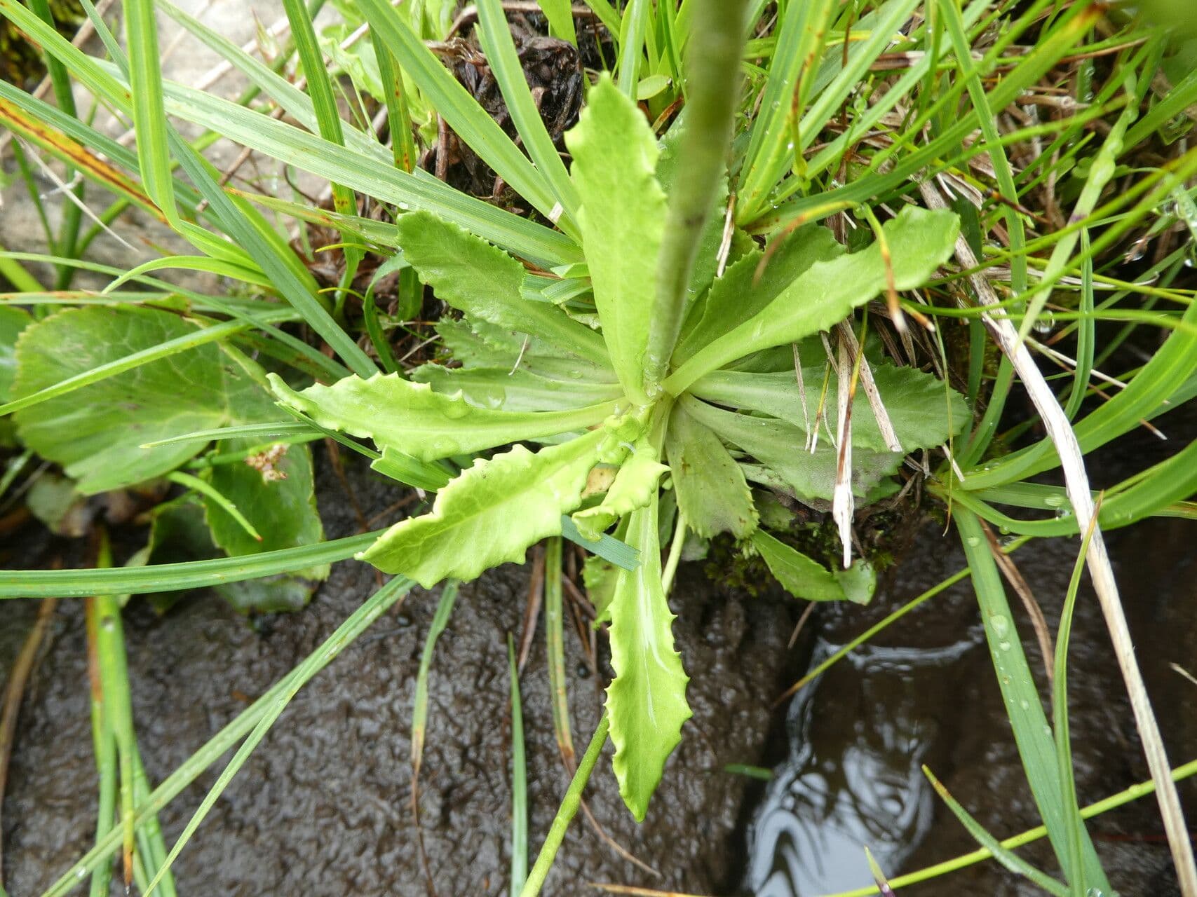 Primula farinosa 19